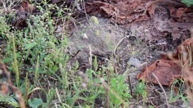 Dry rhubarb field with brown rhubarb leaves on dry farmland shows global warming and extreme heat period causes crop shortage and withered vegetables no rainfall and water shortage climatic change