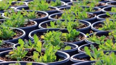 Plant nursery in low angle view with sidewalk through garden plantation of fresh cultivated saplings in non-urban organic garden as agricultural greenery and small seeding after sowing of seeds farm