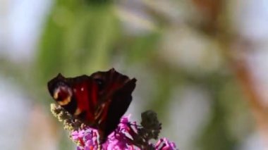 Beautiful peacock eye butterfly on lilac blossom in summer on a windy day collects nectar and pollen in butterfly bush to pollinate lilac bush in full bloom as violet blossom with filigree wings macro