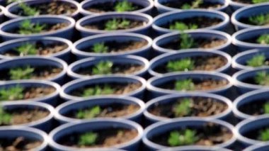Plant nursery in low angle view with sidewalk through garden plantation of fresh cultivated saplings in non-urban organic garden as agricultural greenery and small seeding after sowing of seeds farm