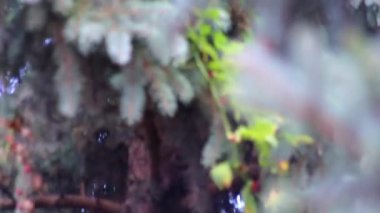 İğne ve koni ile çam ağacı dalları