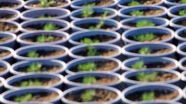 Plant nursery in low angle view with sidewalk through garden plantation of fresh cultivated saplings in non-urban organic garden as agricultural greenery and small seeding after sowing of seeds farm