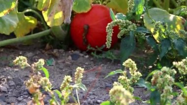 Big orange pumpkins in organic pumpkin field of an organic farm producing delicious squashes for halloween and thanksgiving as orange decoration for holidays and healthy vegetable for diet nutrition