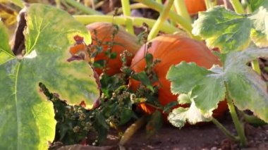 Big orange pumpkins in organic pumpkin field of an organic farm producing delicious squashes for halloween and thanksgiving as orange decoration for holidays and healthy vegetable for diet nutrition