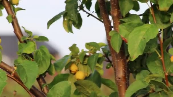 Unripe Cherries Hanging Cherry Tree Green Cherry Fruits Organic Gardening — Vídeo de stock
