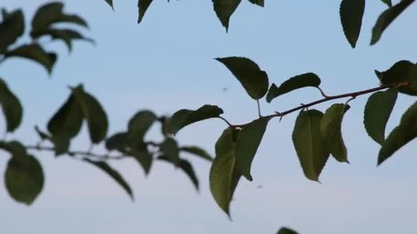 Незріла Вишня Висить Вишневому Дереві Зелені Вишневі Фрукти Органічному Садівництві — стокове відео