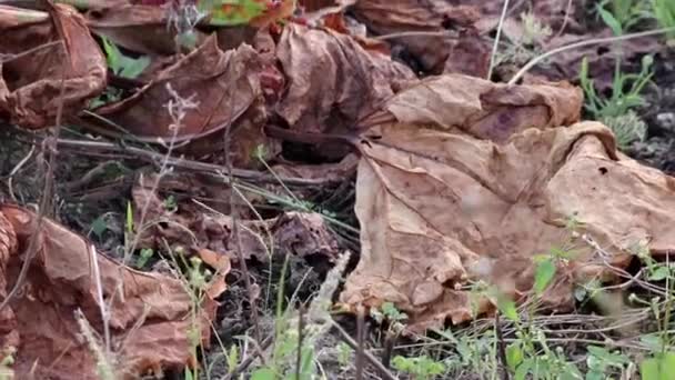 Dry Rhubarb Field Brown Rhubarb Leaves Dry Farmland Shows Global — Vídeo de Stock