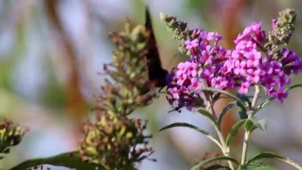 Beautiful Peacock Eye Butterfly Lilac Blossom Summer Windy Day Collects — Stockvideo