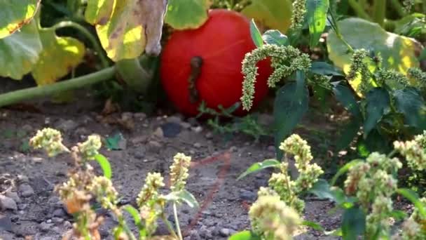 Big Orange Pumpkins Organic Pumpkin Field Organic Farm Producing Delicious — Stok video