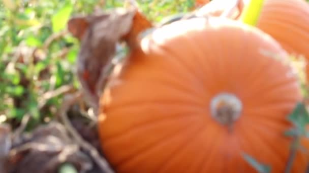 Μεγάλες Πορτοκαλί Κολοκύθες Βιολογικό Χωράφι Κολοκύθας Ενός Βιολογικού Αγροκτήματος Που — Αρχείο Βίντεο