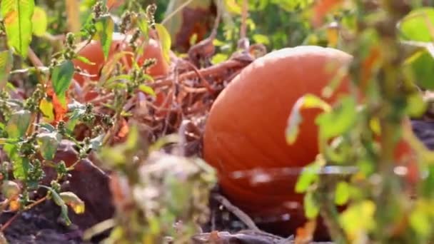 Big Orange Pumpkins Organic Pumpkin Field Organic Farm Producing Delicious — Stok video