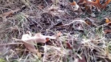 Kuru zemindeki kuru yapraklar, kurak iklim ve iklim değişikliklerindeki aşırı ısı ve su sıkıntısı nedeniyle kuraklığı ve küresel ısınma düşük açılı görünümde yangın tehlikesini gösteriyor.