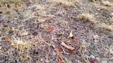 Kuru zemindeki kuru yapraklar, kurak iklim ve iklim değişikliklerindeki aşırı ısı ve su sıkıntısı nedeniyle kuraklığı ve küresel ısınma düşük açılı görünümde yangın tehlikesini gösteriyor.