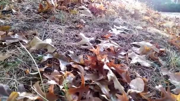 Trockenes Laub Auf Trockenem Boden Zeigt Dürre Aufgrund Extremer Hitzeperioden — Stockvideo