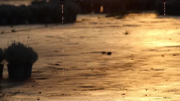 Dripping Irrigation System Dripping Water Sprinkler Farmland Cultivated Plants Evening — Αρχείο Βίντεο