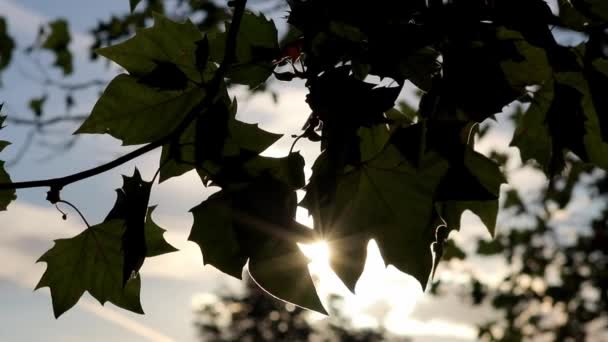 Sun Lens Flares Shiny Foliage Autumn Shows Sun Rays Sun — Vídeo de stock