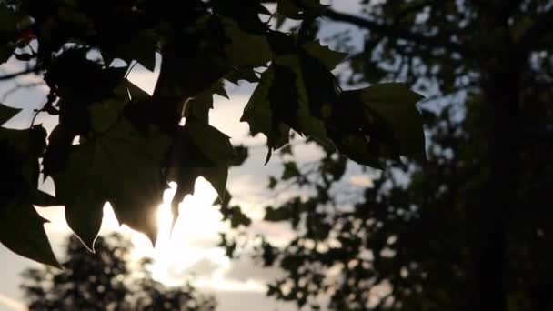 Sun Lens Flares Shiny Foliage Autumn Shows Sun Rays Sun — Stockvideo