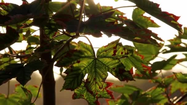Sun Lens Flares Shiny Foliage Autumn Shows Sun Rays Sun — Αρχείο Βίντεο