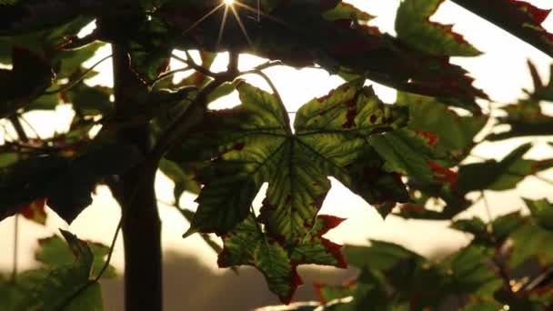 Sun Lens Flares Shiny Foliage Autumn Shows Sun Rays Sun — Vídeo de Stock