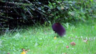 Soğuk kış ve sonbahar hazırlıkları için fındık arayan tüylü ve kırmızı tüylü Avrasya kırmızı sincabı bahçe atlama ve zıplama çevik ve bir parkta sevimli stok yığınları oluşturur.