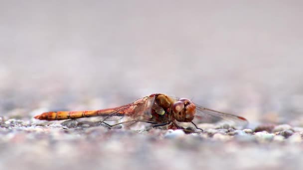 Dragonfly Cramoisi Attentif Dans Photo Profil Insecte Tueur Libellule Échauffement — Video