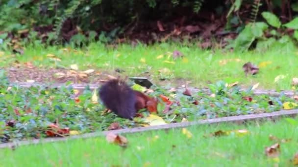 Eurasisches Rotes Eichhörnchen Mit Buschigem Schwanz Und Rotem Fell Auf — Stockvideo