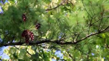 Fırtınalı ve rüzgarlı bir günde sallanan çam kozalakları, sonbahar havasını fırtınalı ve ormanda sallanan yeşil ağaç dallarını ya da ağaçtaki temiz havayı cennetlik sonbahar sahnesi olarak gösterir.