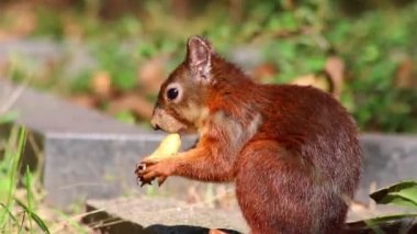 Avrasya 'nın tatlı kırmızı sincabı, çalı kuyruklu ve güz güneşinde kırmızı kürklü fıstık yiyor. Sert kış günlerini bekliyor. Fındık arıyor ve soğuk kış günlerini atlatmak için yiyecek arıyor.