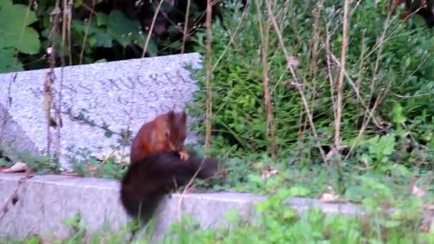 Eurasisches Rotes Eichhörnchen Mit Buschigem Schwanz Und Rotem Fell Auf — Stockvideo