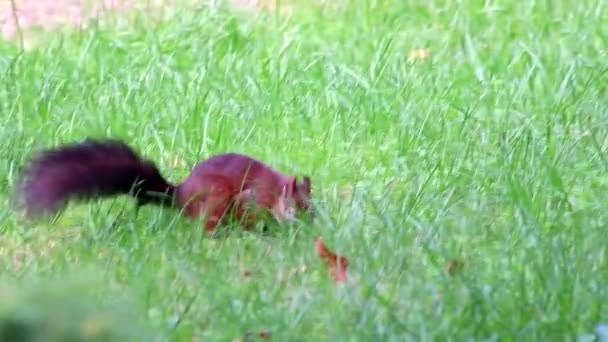 Euraziatische Rode Eekhoorn Met Bossige Staart Rode Vacht Zoek Naar — Stockvideo