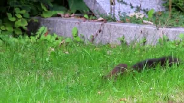 Euraziatische Rode Eekhoorn Met Bossige Staart Rode Vacht Zoek Naar — Stockvideo