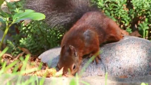 Ardilla Roja Euroasiática Con Cola Tupida Furr Rojo Busca Nueces — Vídeo de stock