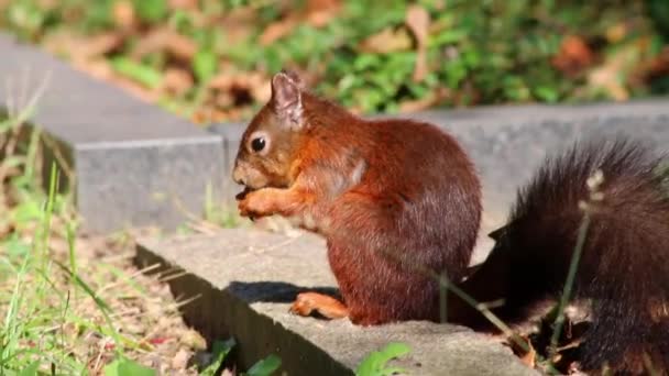 Niedliches Eurasisches Rotes Eichhörnchen Das Erdnüsse Isst Sitzt Mit Buschigem — Stockvideo