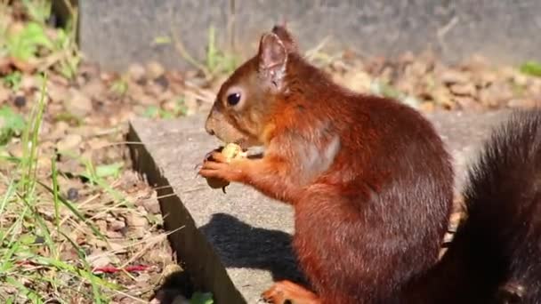 厳しい冬のための秋の日差しの中で忙しい尾と赤い毛皮に座ってピーナッツを食べるかわいいユーラシアの赤いリスは ナッツのために飢えていると寒い冬の時間を生き残るために埋めるために食べ物を探しています — ストック動画