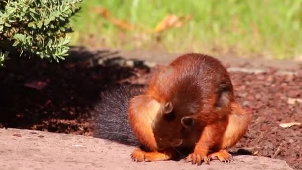 Euraziatische Rode Eekhoorn Met Bossige Staart Rode Vacht Zoek Naar — Stockvideo