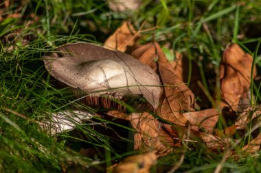 Sonbaharda mantar turunda bulunan mantar mantarları. Mantar mevsiminde yerde kahverengi yapraklar. Lezzetli ama muhtemelen zehirli ve tehlikeli orman meyveleri.