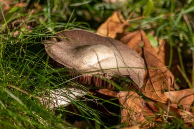 Sonbaharda mantar turunda bulunan mantar mantarları. Mantar mevsiminde yerde kahverengi yapraklar. Lezzetli ama muhtemelen zehirli ve tehlikeli orman meyveleri.