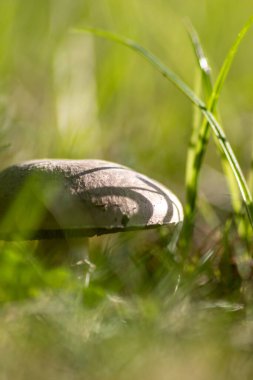 Sonbaharda mantar turunda bulunan mantar mantarları. Mantar mevsiminde yerde kahverengi yapraklar. Lezzetli ama muhtemelen zehirli ve tehlikeli orman meyveleri.