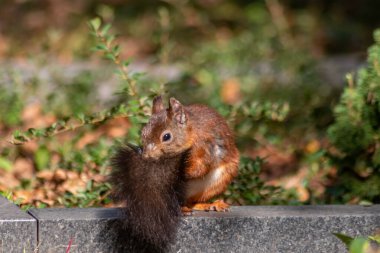 Soğuk kış ve sonbahar hazırlıkları için fındık arayan tüylü ve kırmızı tüylü Avrasya kırmızı sincabı bahçe atlama ve zıplama çevik ve bir parkta sevimli stok yığınları oluşturur.