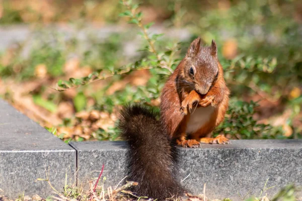 Eurasisches Rotes Eichhörnchen Mit Buschigem Schwanz Und Rotem Fell Auf — Stockfoto
