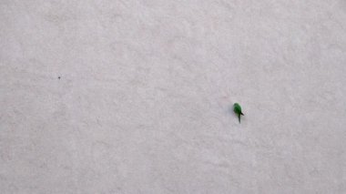 Yeşil halkalı muhabbet kuşları evlerinin duvarlarına yuva yapıyor. Egzotik kuşlar ve istilacı türler tarafından duvarda delik açılıyor. Evlerin duvarları yıkılıyor ve zarar görüyor.