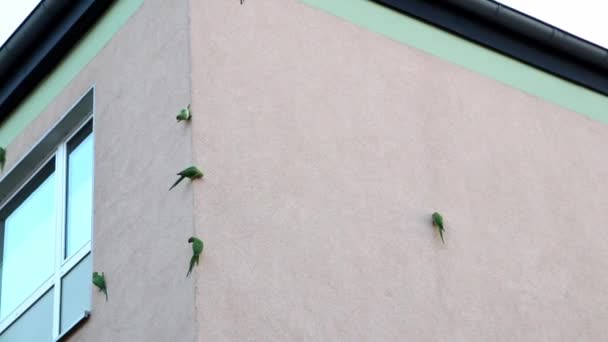 Grünberingte Sittiche Bauen Nester Häuserwänden Indem Sie Durch Exotische Vögel — Stockvideo