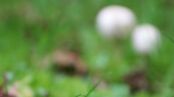 緑の芝生の上の森の地面に白いキノコは 低角度ビューでキノコ狩りで夏から秋に季節の変化を示しています — ストック動画
