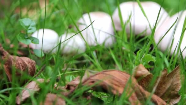 Champignons Blancs Sur Sol Forestier Dans Herbe Verte Montrent Changement — Video