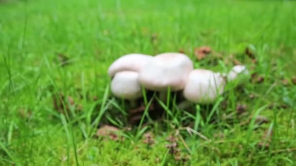 Witte Paddenstoelen Bosgrond Groen Gras Tonen Seizoensverandering Van Zomer Tot — Stockvideo