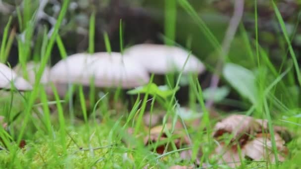 緑の芝生の上の森の地面に白いキノコは 低角度ビューでキノコ狩りで夏から秋に季節の変化を示しています — ストック動画