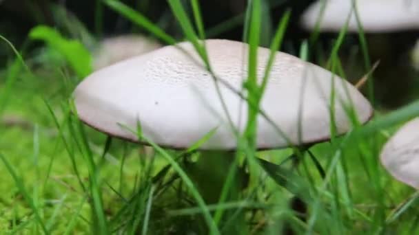 White Mushrooms Forest Ground Green Grass Show Seasonal Change Summer — Stock Video