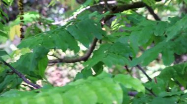 Ağaç dallarında yeşil yapraklar