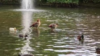 Sonbaharda güneşli, güneşli bir göleti olan şehir parkı ve su yüzeyindeki yansımaları ve yüzen ördekler ve su kuşları sakin bir manzara ve yürüyüş ve yürüyüş için dinlenme gölü.