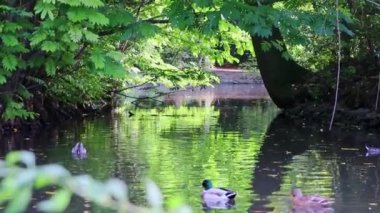 Sonbaharda güneşli, güneşli bir göleti olan şehir parkı ve su yüzeyindeki yansımaları ve yüzen ördekler ve su kuşları sakin bir manzara ve yürüyüş ve yürüyüş için dinlenme gölü.